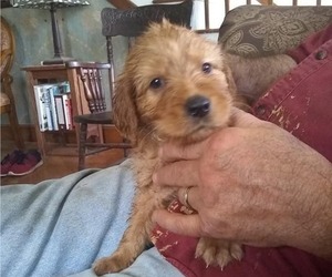 Labradoodle Puppy for sale in EVERETT, PA, USA