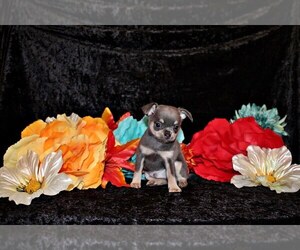 Chihuahua Puppy for Sale in CHARLESTON, Arkansas USA