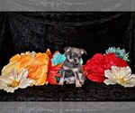 Image preview for Ad Listing. Nickname: Litter of 20