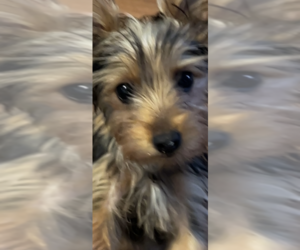 Yorkshire Terrier Puppy for sale in NORFOLK, VA, USA