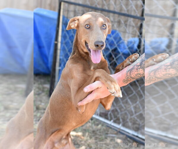 Medium Photo #2 Doberman Pinscher-Unknown Mix Puppy For Sale in Brewster, NY, USA