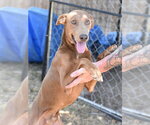 Small #1 Doberman Pinscher Mix