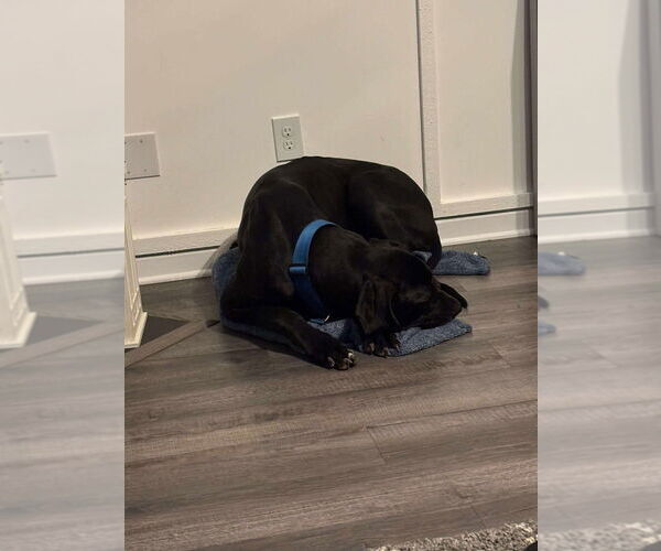 Medium Photo #2 Great Dane Puppy For Sale in Bullard, TX, USA