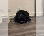 Small #1 Great Dane