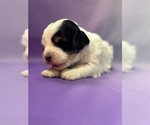 Small #2 Bernedoodle (Miniature)