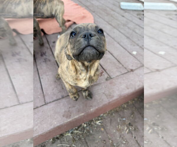 Medium Photo #5 Mutt Puppy For Sale in Fort Collins, CO, USA