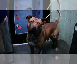 Mastiff-Unknown Mix Dogs for adoption in Tulsa, OK, USA