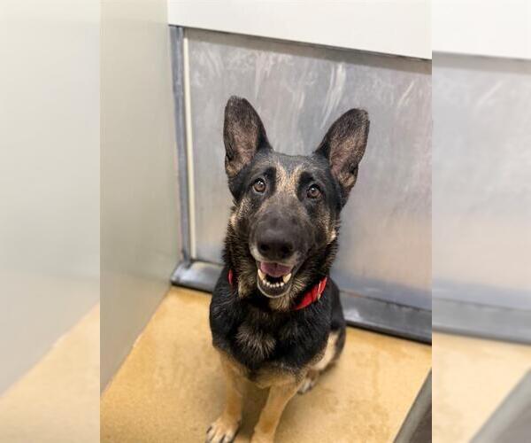 Medium Photo #2 German Shepherd Dog Puppy For Sale in Santa Maria, CA, USA
