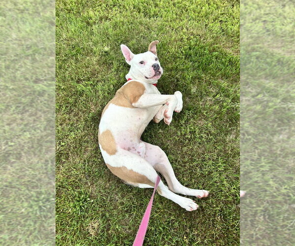 Medium Photo #11 American Bulldog-American Staffordshire Terrier Mix Puppy For Sale in Brewster, NY, USA