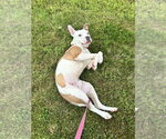 Small #10 American Bulldog-American Staffordshire Terrier Mix