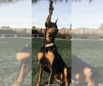 Small Photo #1 Doberman Pinscher Puppy For Sale in PERRIS, CA, USA