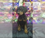 Small #2 Doberman Pinscher