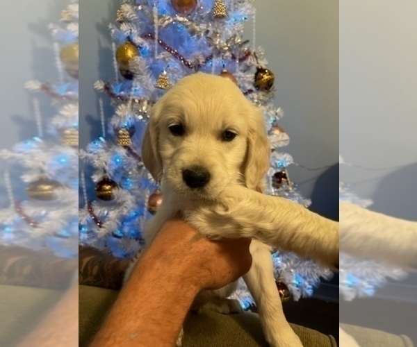 Medium Photo #5 Golden Retriever Puppy For Sale in MILTON, FL, USA