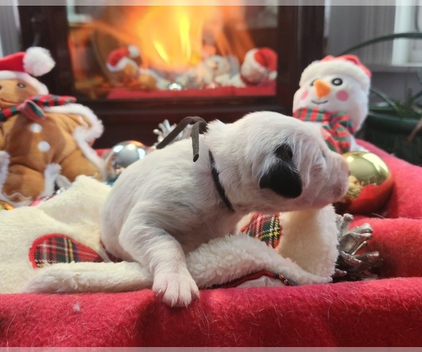 Medium Photo #15 Dalmatian Puppy For Sale in VASSALBORO, ME, USA