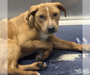 Beagle Mix Dog for Adoption in Washington, District of Columbia USA