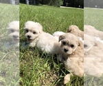 Small Photo #4 Maltipoo Puppy For Sale in OCALA, FL, USA
