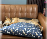 Small #7 German Shepherd Dog Mix