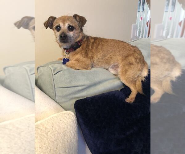 Medium Photo #9 Mutt Puppy For Sale in Spring Lake, NC, USA