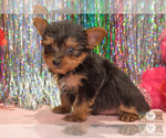 Small Photo #6 Yorkshire Terrier Puppy For Sale in SAFFORD, AZ, USA