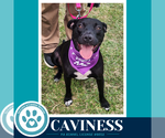 Small #4 Labrador Retriever Mix