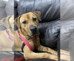 Small #10 Chinese Shar-Pei-Labrador Retriever Mix