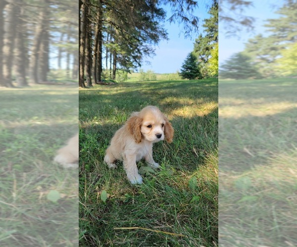 Medium Photo #4 Cocker Spaniel Puppy For Sale in WITHEE, WI, USA