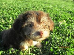 Havanese Puppy for sale in ELKLAND, MO, USA
