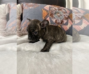 French Bulldog Puppy for sale in JOHNS ISLAND, SC, USA