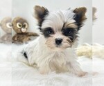 Small Biewer Terrier