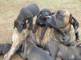 Father of the Mastador puppies born on 08/28/2018