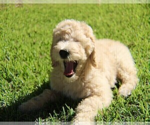 Medium Goldendoodle