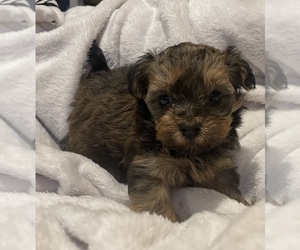 Poodle (Miniature)-YorkiePoo Mix Puppy for Sale in ALLIANCE, Ohio USA