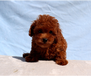 Poodle (Toy) Puppy for Sale in LOS ANGELES, California USA