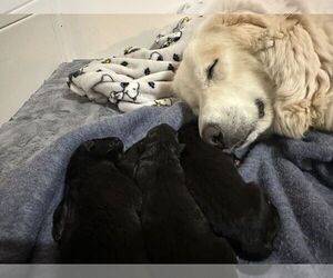 Belgian Sheepdog-Great Pyrenees Mix Puppy for Sale in ALBUQUERQUE, New Mexico USA