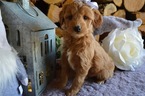 Small #1 Doodle-Goldendoodle Mix
