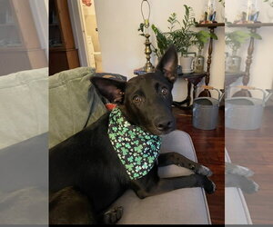 Indigo - Indeed a Good Boy! - Male Mutt Dog for Adoption - Photo #14