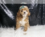 Small Photo #113 Poodle (Toy) Puppy For Sale in WARSAW, IN, USA