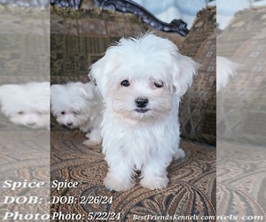 Maltese Puppy for Sale in TEMPE, Arizona USA