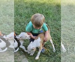 Small #11 American Pit Bull Terrier Mix