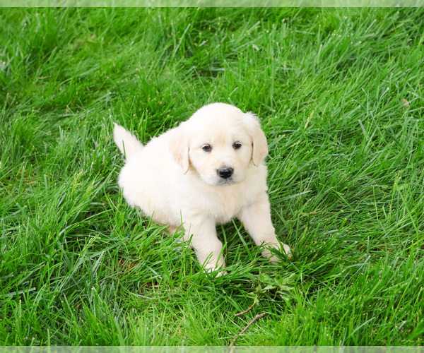 Medium Photo #15 English Cream Golden Retriever Puppy For Sale in SYRACUSE, IN, USA