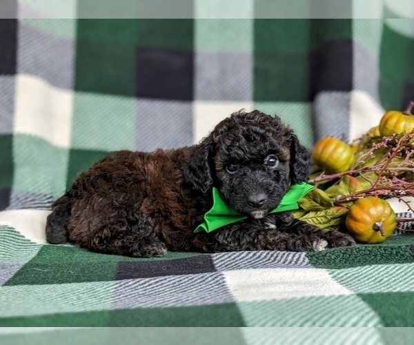 Medium Photo #5 Poodle (Toy) Puppy For Sale in KIRKWOOD, PA, USA