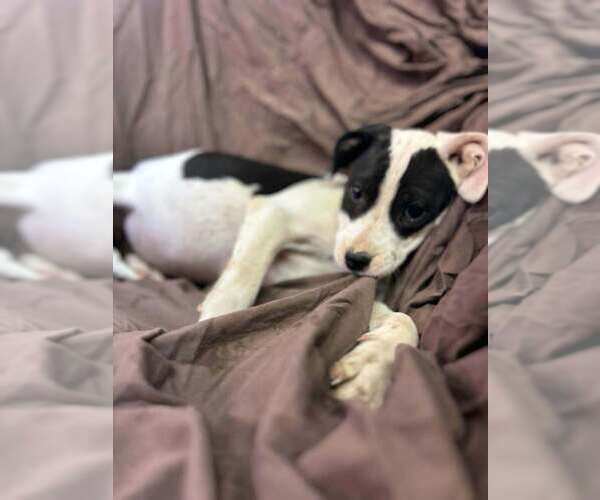 Medium Photo #1 Australian Shepherd-Boxer Mix Puppy For Sale in Aurora, IN, USA