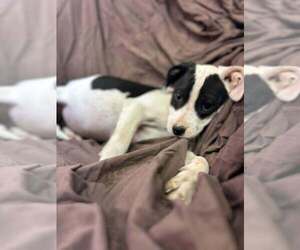 Australian Shepherd-Boxer Mix Dogs for adoption in Aurora, IN, USA