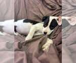 Johnson Rs : Raina - Female Australian Shepherd-Boxer Mix Dog for Adoption - Small photo