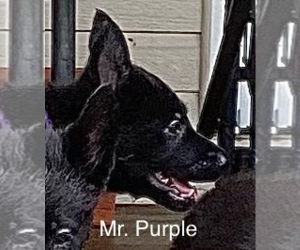 Medium Photo #4 German Shepherd Dog Puppy For Sale in BOKOSHE, OK, USA