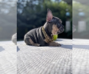 French Bulldog Puppy for sale in MYRTLE BEACH, SC, USA