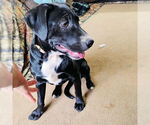 Small Labrador Retriever