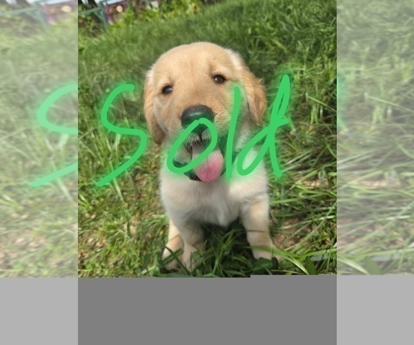 Medium Photo #4 Golden Retriever Puppy For Sale in PLANT CITY, FL, USA