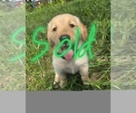 Small #3 Golden Retriever
