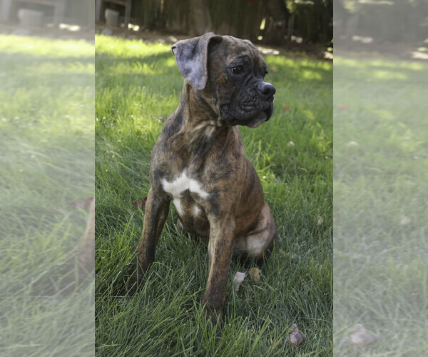 Medium Photo #11 Boxer Puppy For Sale in SHIPSHEWANA, IN, USA